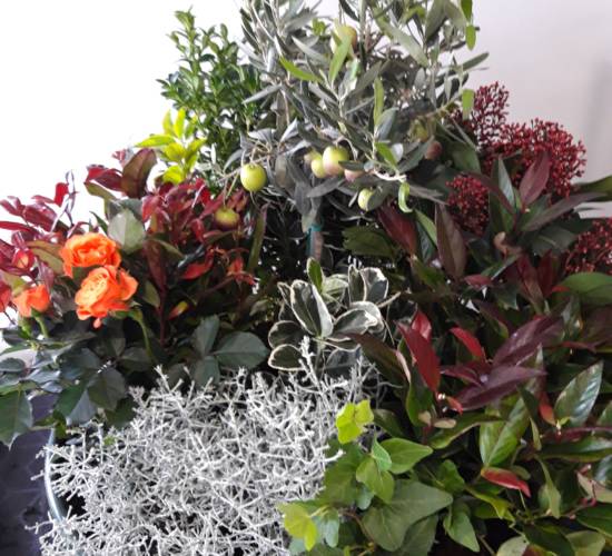 Espace Floral Azieu - Fleurissement tombes 4