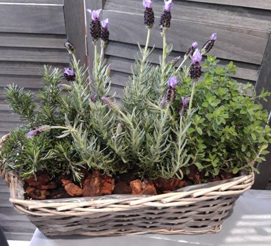 EspaceFloralAzieu - Fleurissement tombe 5