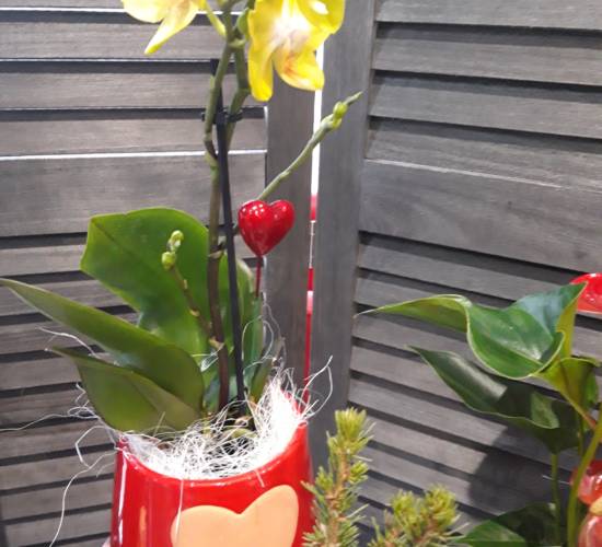 EspaceFloralAzieu - Orchidée jaune