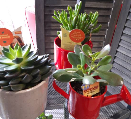 EspaceFloralAzieu - Plante 2